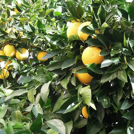 Simicev דירה
