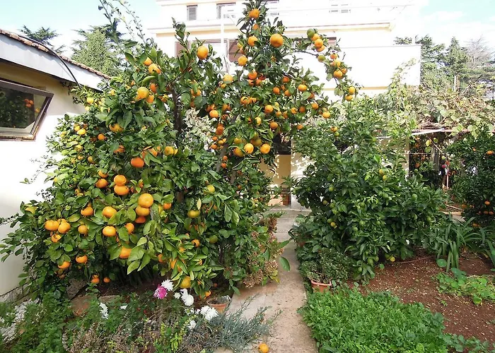Simicev