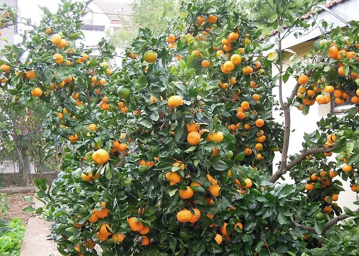 Simicev Διαμέρισμα *