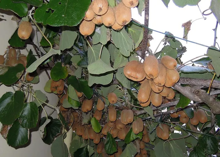 Simicev شقة زادار