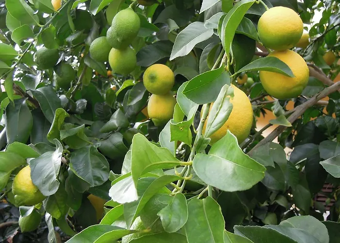 Simicev * زادار