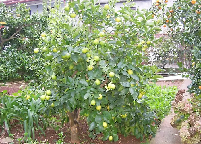 Simicev Апартаменты